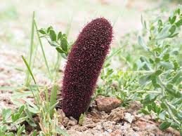 Cynomorium Songaricum