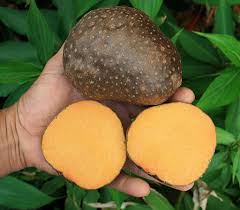 Diascoria Bulbifera